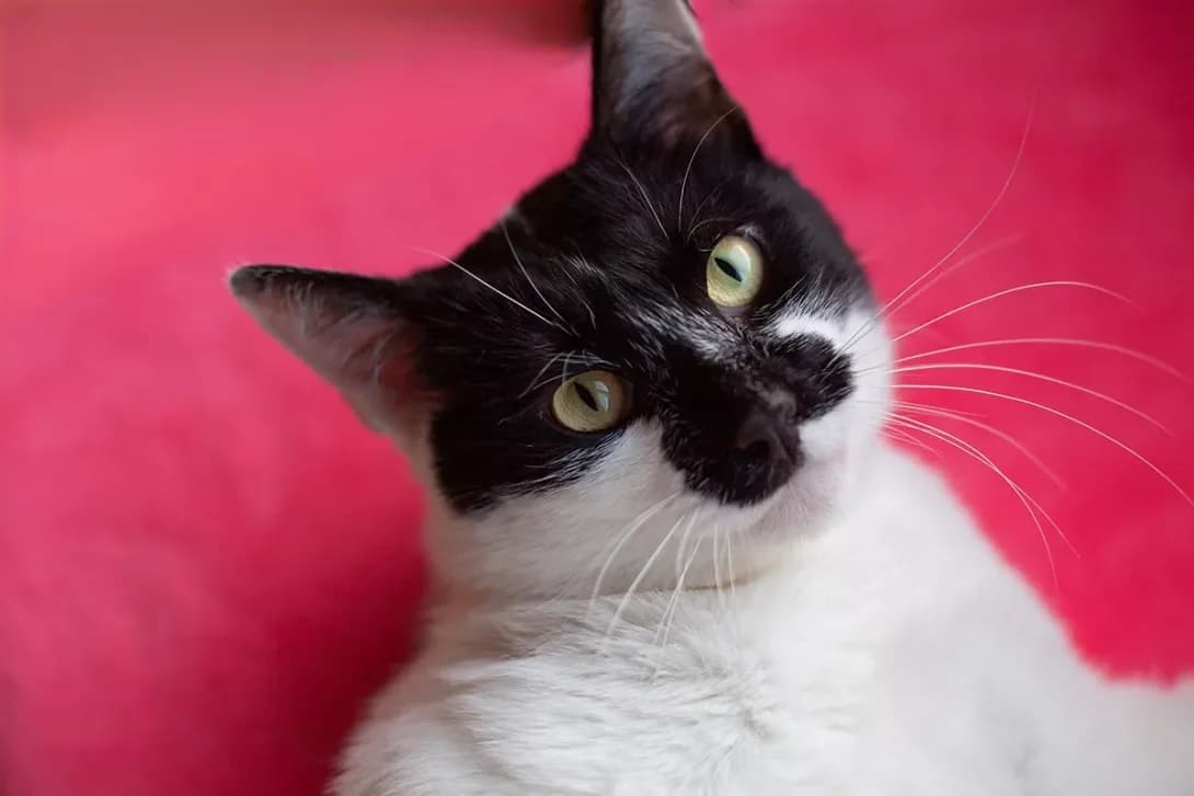 Arlekis (Арлекіс), Mixed Breed (Happy Paw Kyiv)