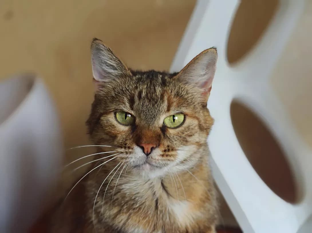 Bonita (Боніта), Mixed Breed (Happy Paw Kyiv)