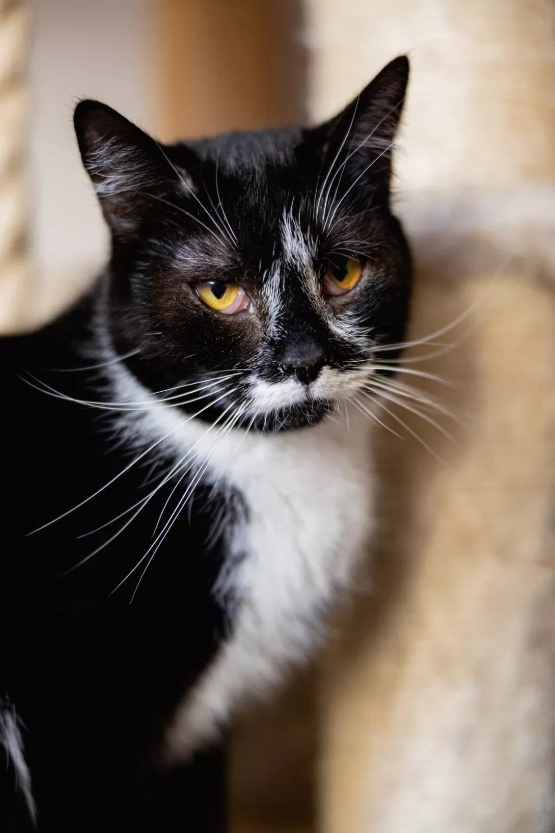 Markiza (Маркіза), Mixed Breed (Happy Paw Kyiv)