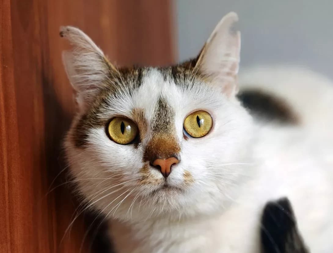 Eypril (Ейпріл), Mixed Breed (Happy Paw Kyiv)