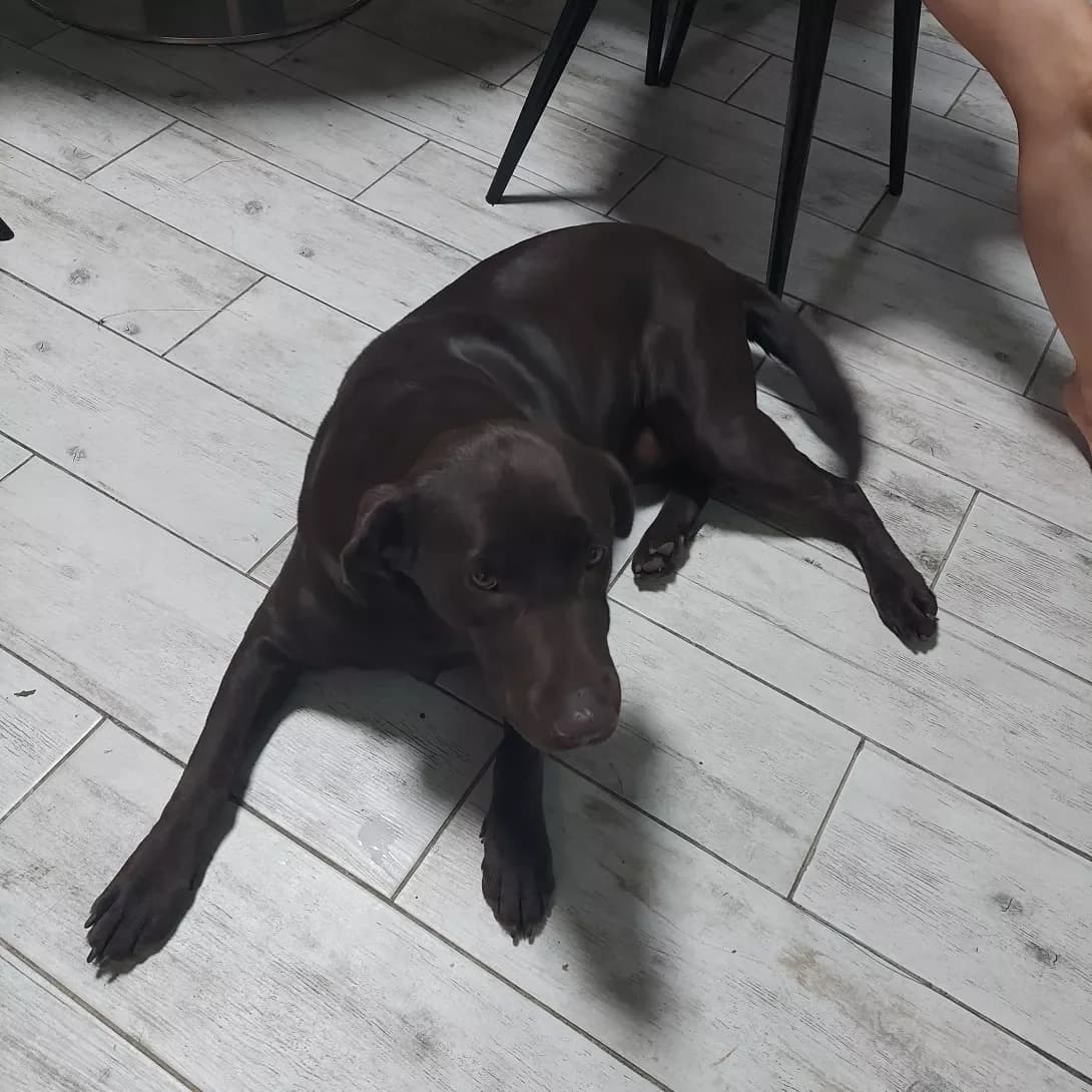 Naomi (Наоми), Mixed Breed (Happy Paw Dnipro)