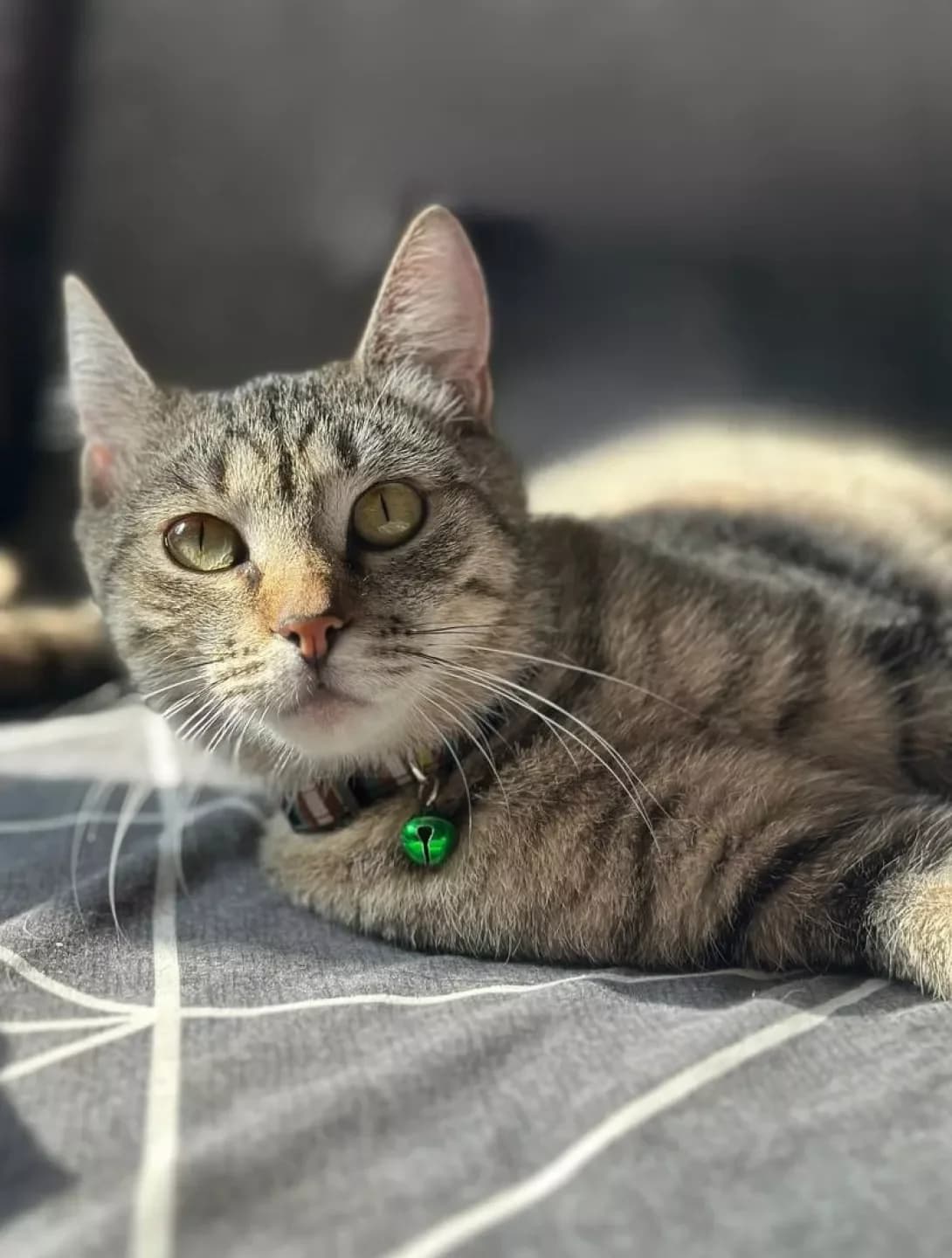 Mishka (Мишка), Mixed Breed (Happy Paw Kyiv)