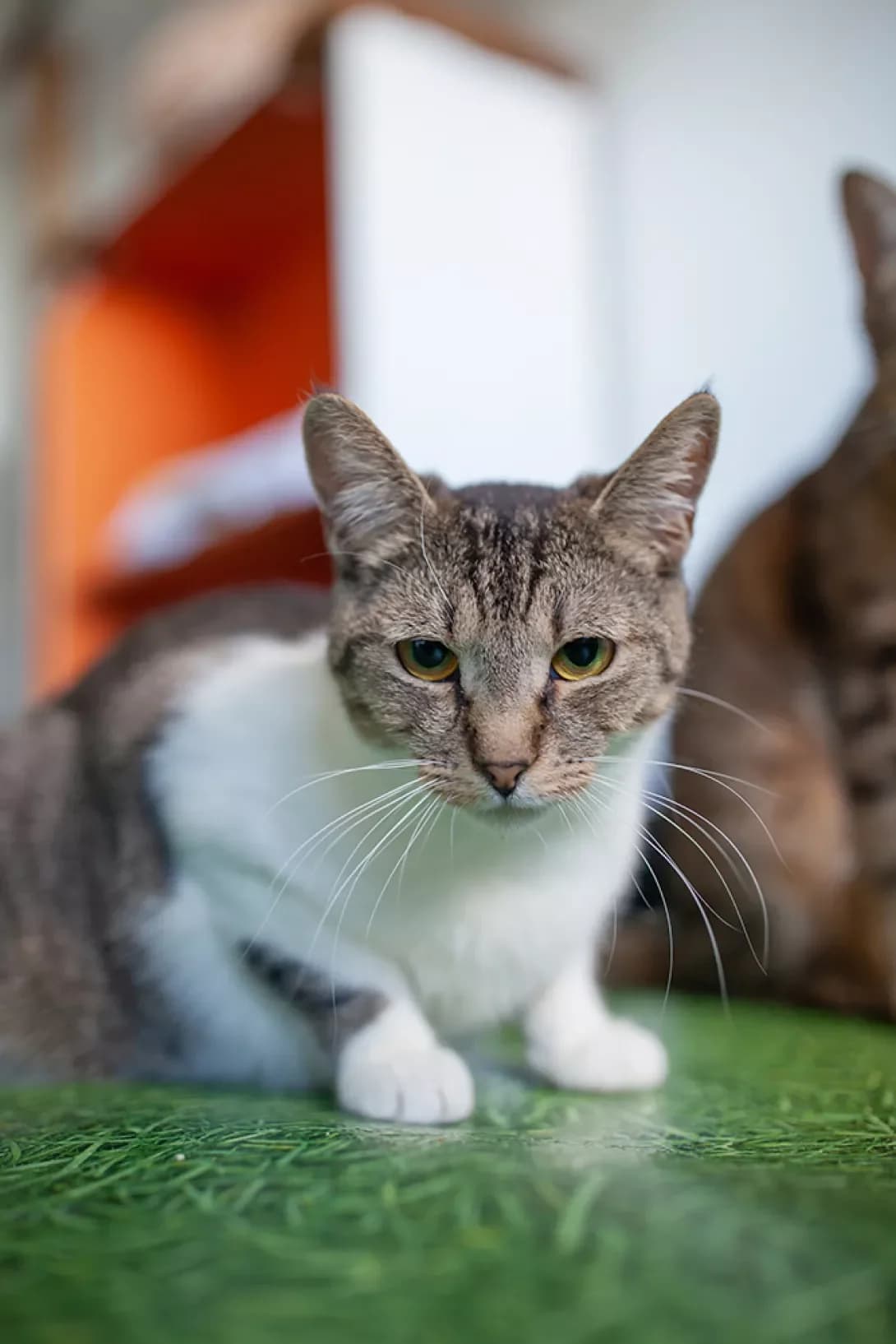 Salviya (Сальвія), Mixed Breed (Happy Paw Kyiv)
