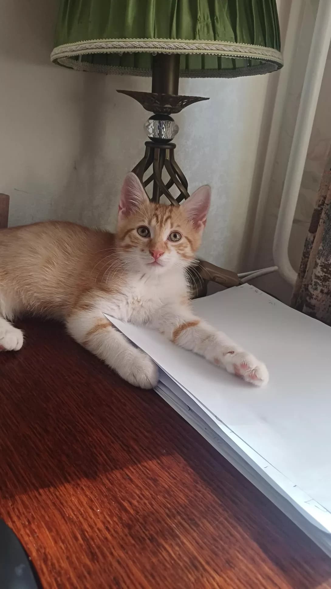 Ryzhik (Рыжик), male young Mixed Breed for adoption at Happy Paw Mykolaiv Oblast