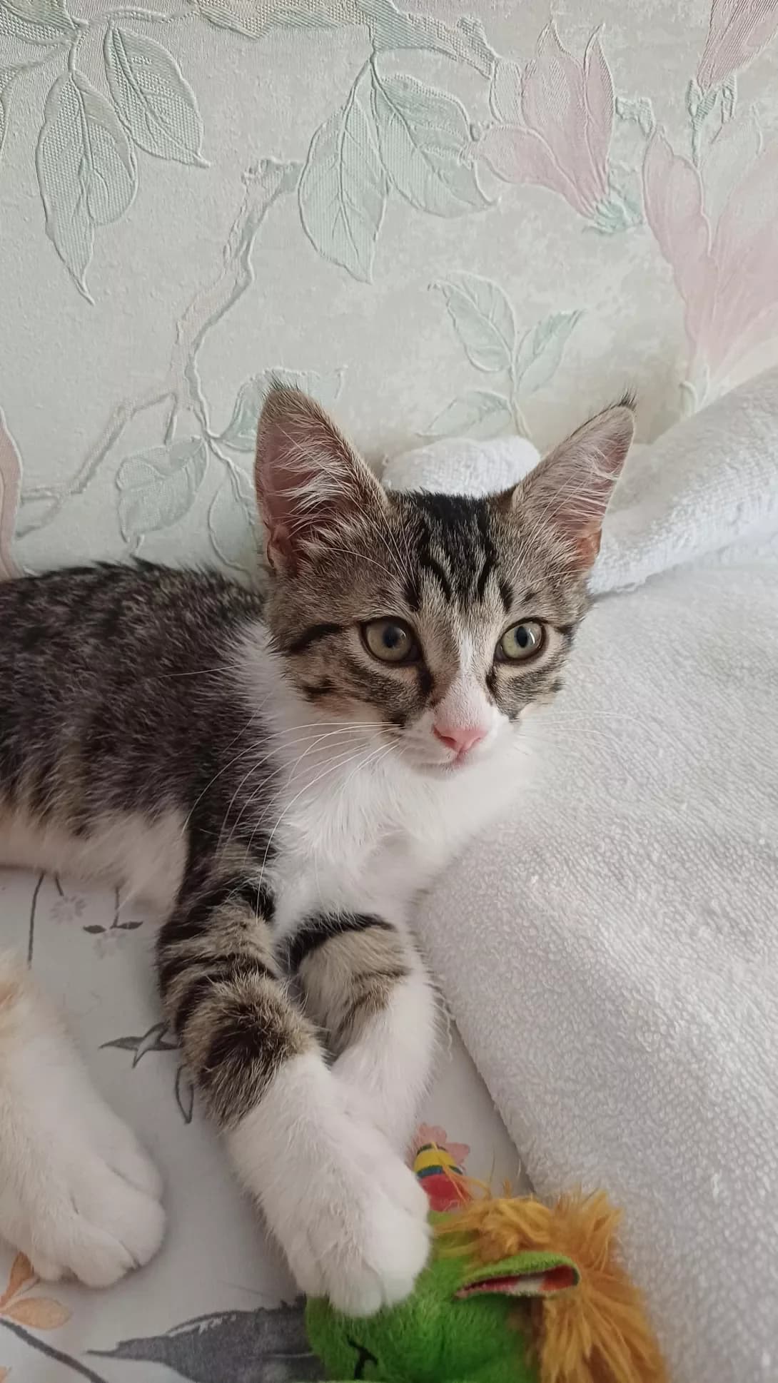 Semen (Семен), male young Mixed Breed for adoption at Happy Paw Mykolaiv Oblast