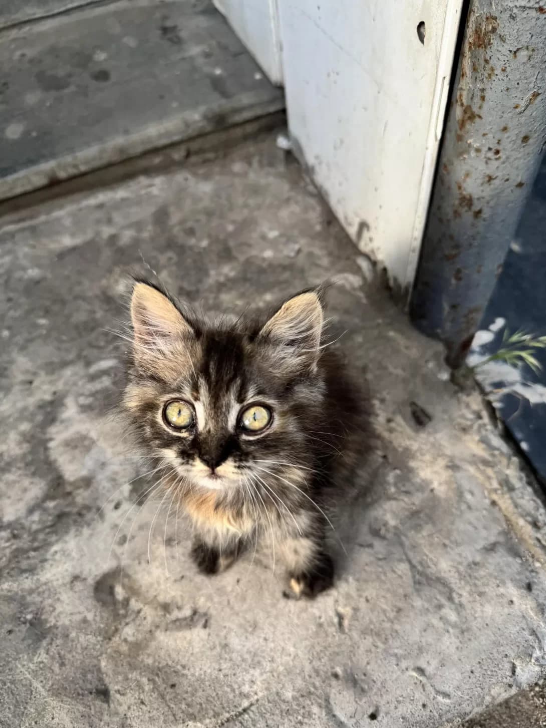 Bea, Mixed Breed (Happy Paw Kyiv)