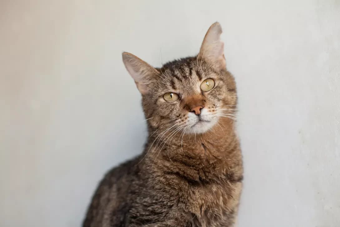 Panama (Панама), Mixed Breed (Happy Paw Kyiv)