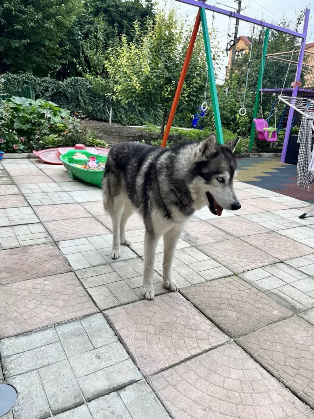 -, male 4yo Mixed Breed for adoption at Happy Paw Lviv