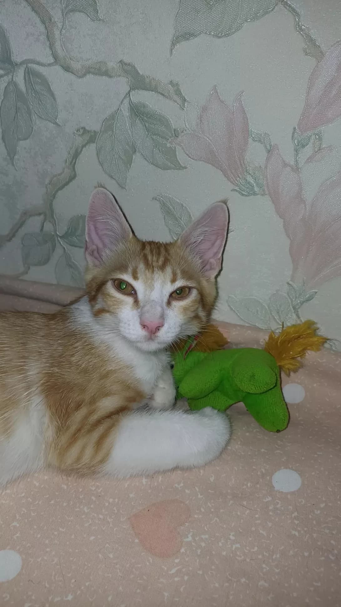 Milash (Мілаш), male young Mixed Breed for adoption at Happy Paw Mykolaiv Oblast