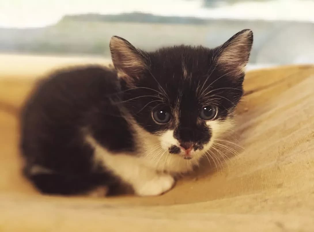 Tom (Том), Mixed Breed (Happy Paw Kyiv)