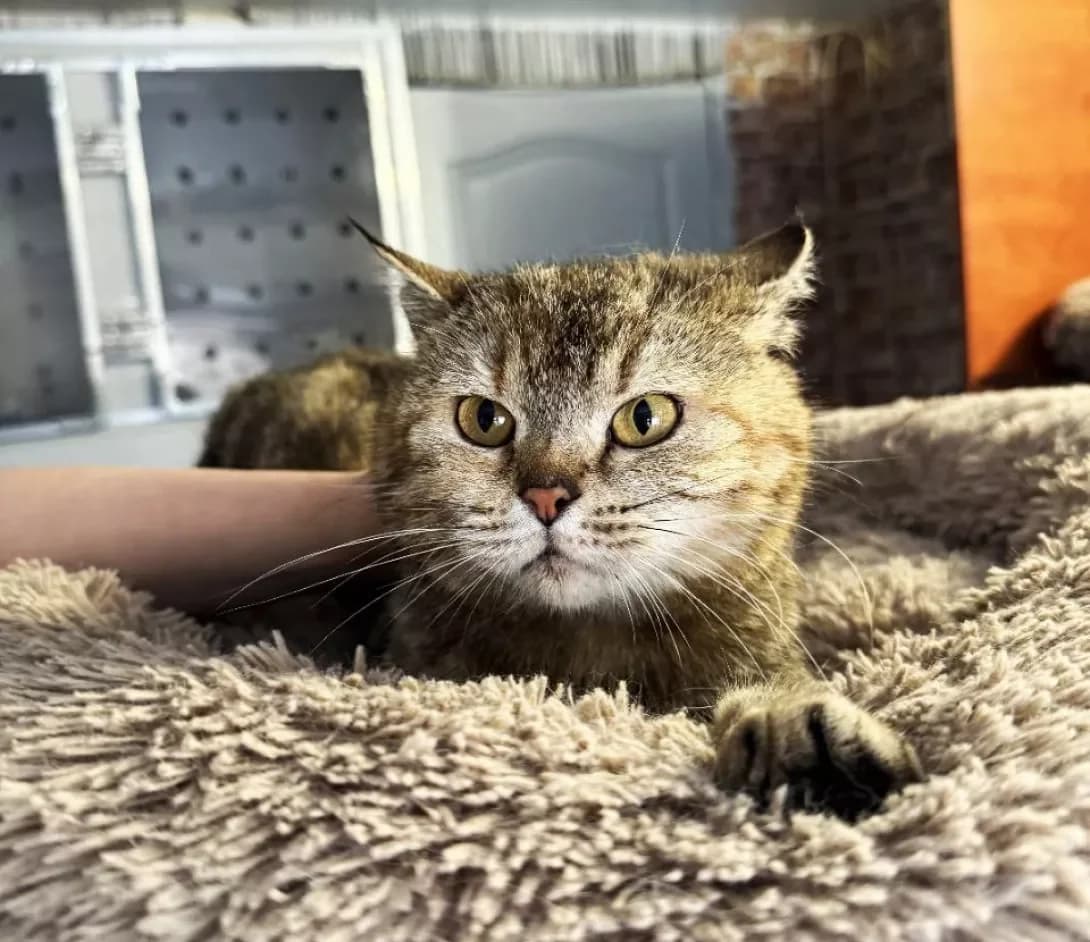Liya (Лія), Mixed Breed (Happy Paw Kyiv)