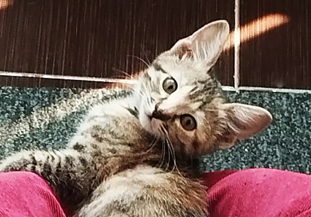 Feya (Фея), Mixed Breed (Happy Paw Kyiv)