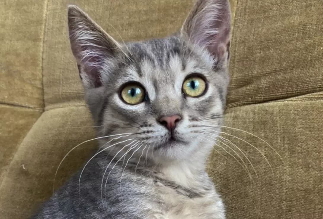 Chester (Честер), Mixed Breed (Happy Paw Kyiv)