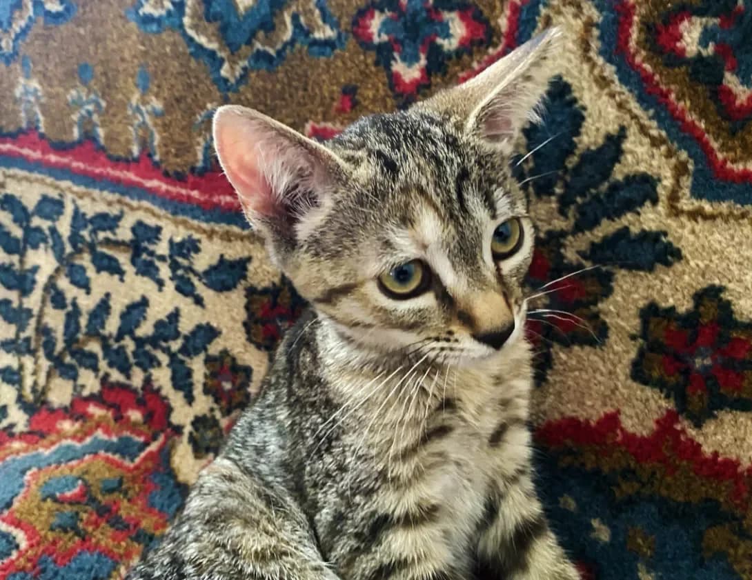 Tosya (Тося), Mixed Breed (Happy Paw Kyiv)