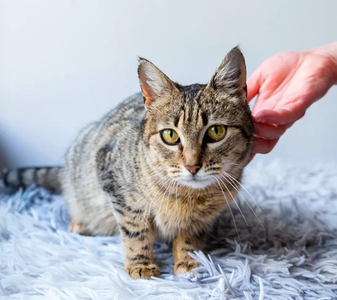 Melisa (Меліса), Mixed Breed (Happy Paw Kyiv)