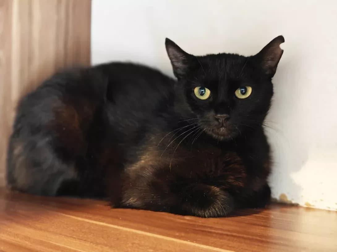 Mashka (Машка), Mixed Breed (Happy Paw Kyiv)
