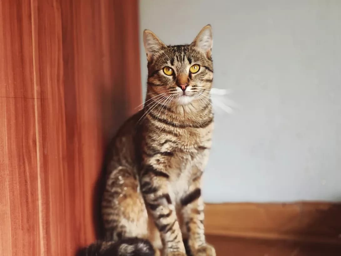 Milash (Мілаш), Mixed Breed (Happy Paw Kyiv)