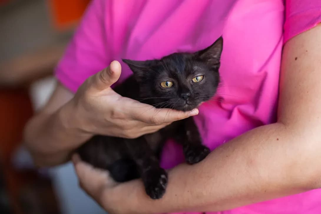 Kosmo (Космо), Mixed Breed (Happy Paw Kyiv)