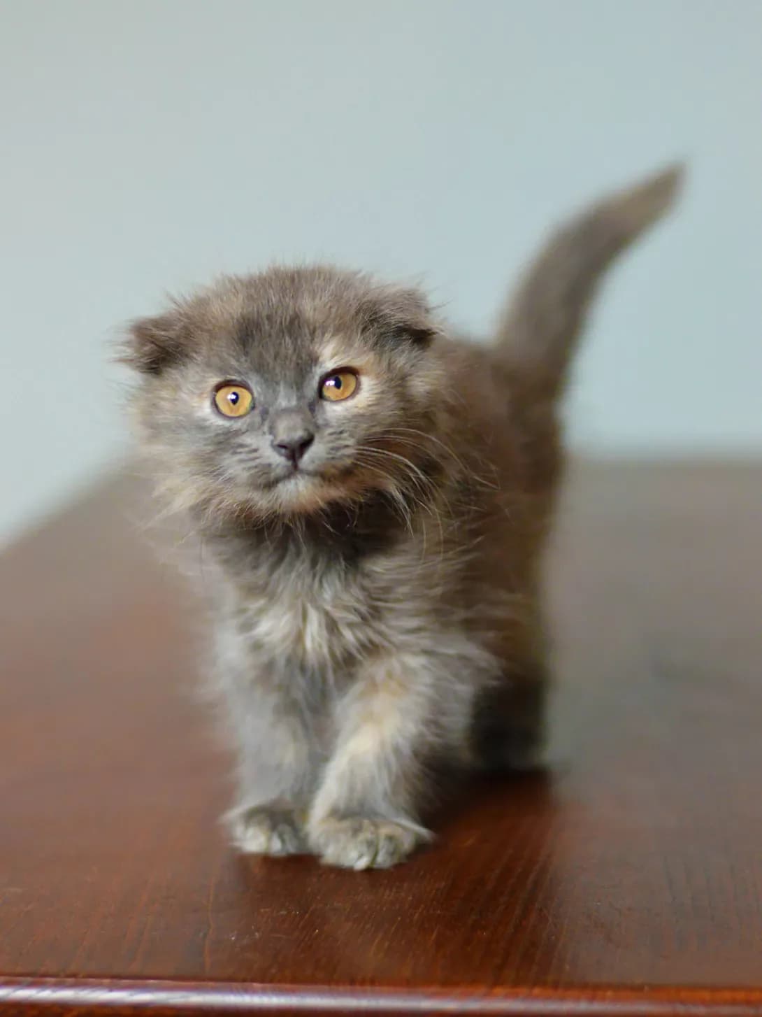 Nensi Dryu (Ненсі Дрю), Mixed Breed (Happy Paw Kyiv)