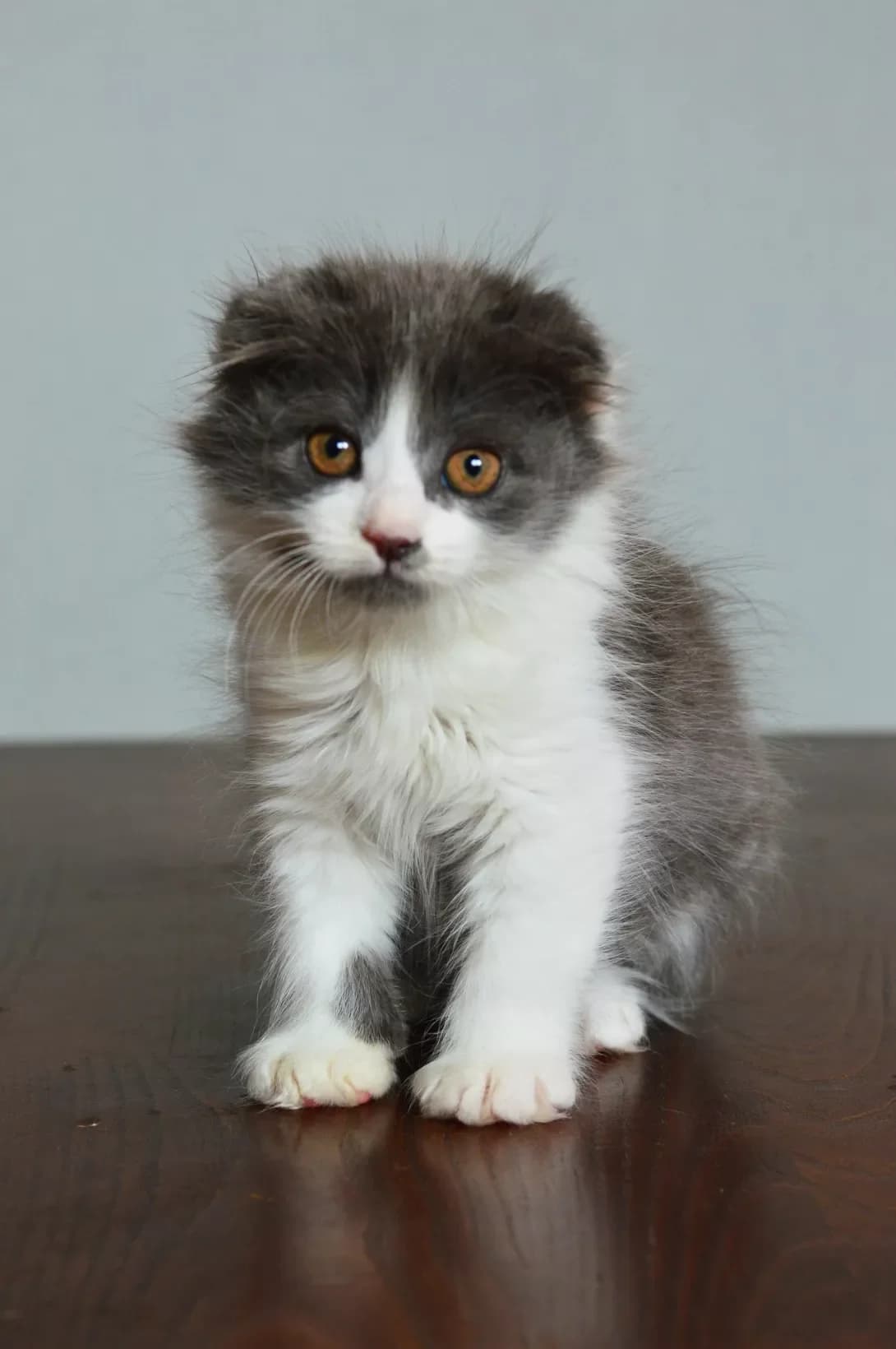 Bonita (Боніта), Mixed Breed (Happy Paw Kyiv)