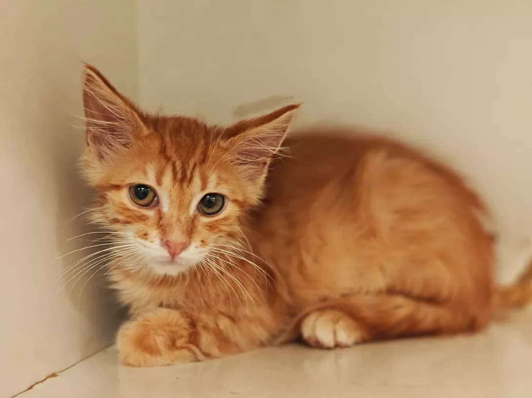 Foks (Фокс), Mixed Breed (Happy Paw Kyiv)