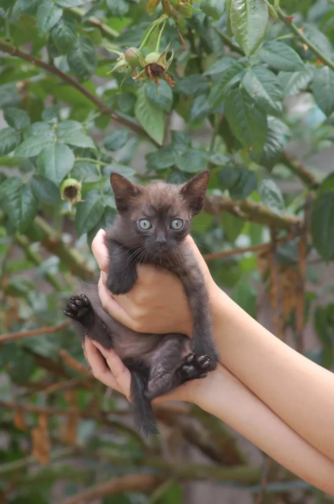 Deyna (Дейна), female puppy Mixed Breed for adoption at Happy Paw Poltava