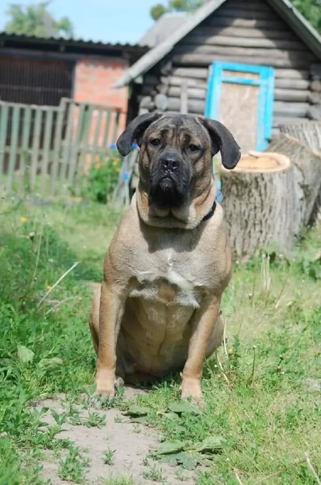 Ariya (Арія), female 3yo Mixed Breed for adoption at Happy Paw Poltava