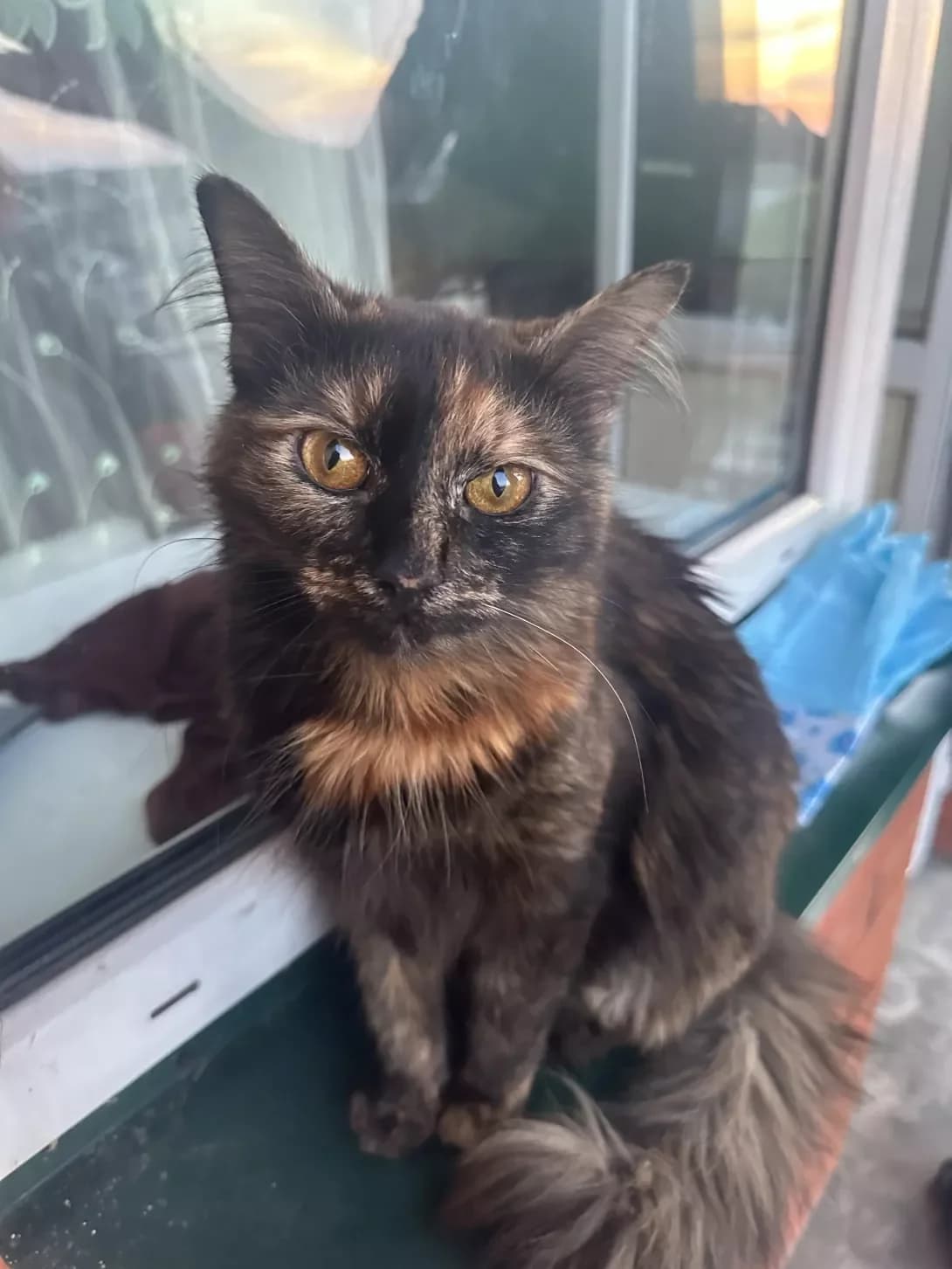 Irina (Іріна), Mixed Breed (Happy Paw Kyiv)