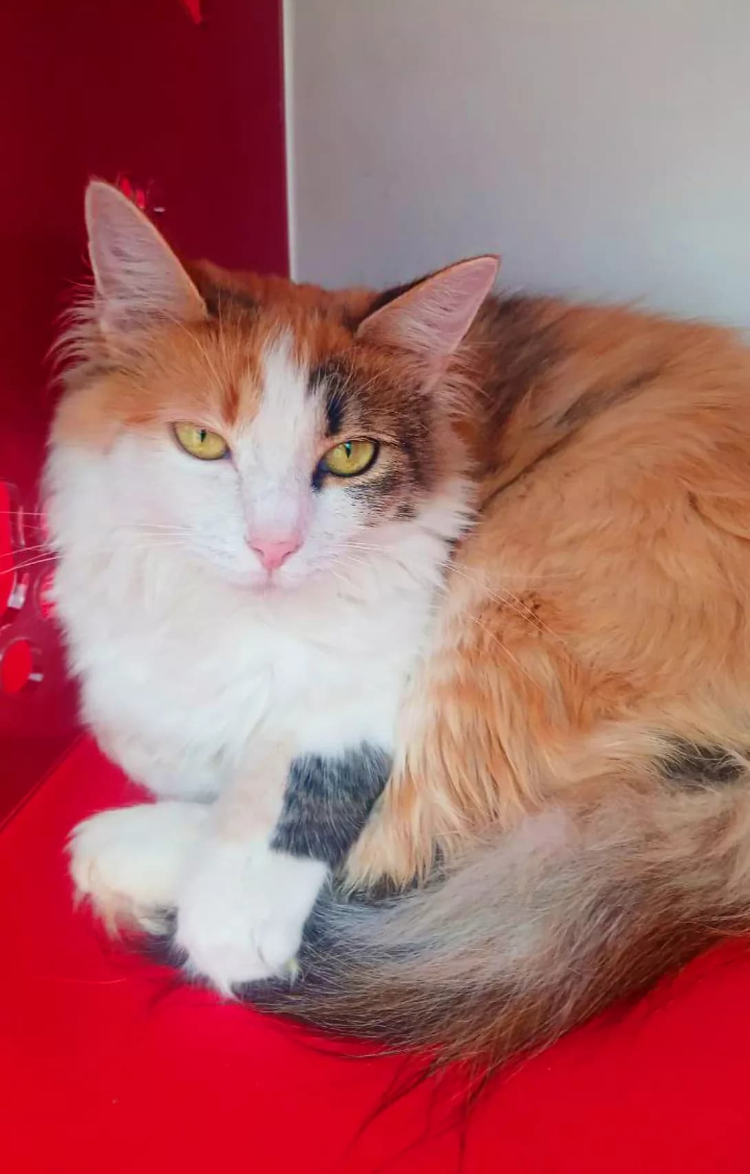 Foksi (Фоксі), Mixed Breed (Happy Paw Kyiv)