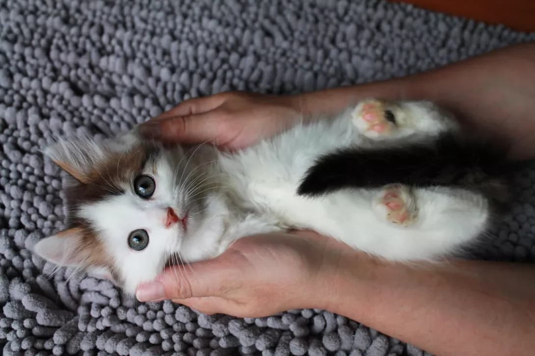 Merts (Мерц), Mixed Breed (Happy Paw Kyiv)