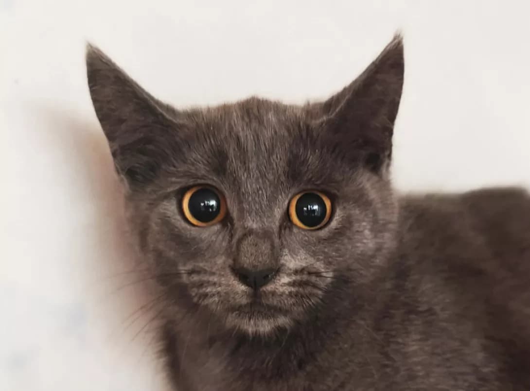 Shanel (Шанель), Mixed Breed (Happy Paw Kyiv)