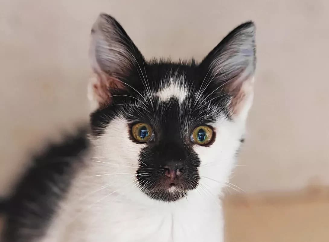 Berta (Берта), Mixed Breed (Happy Paw Kyiv)