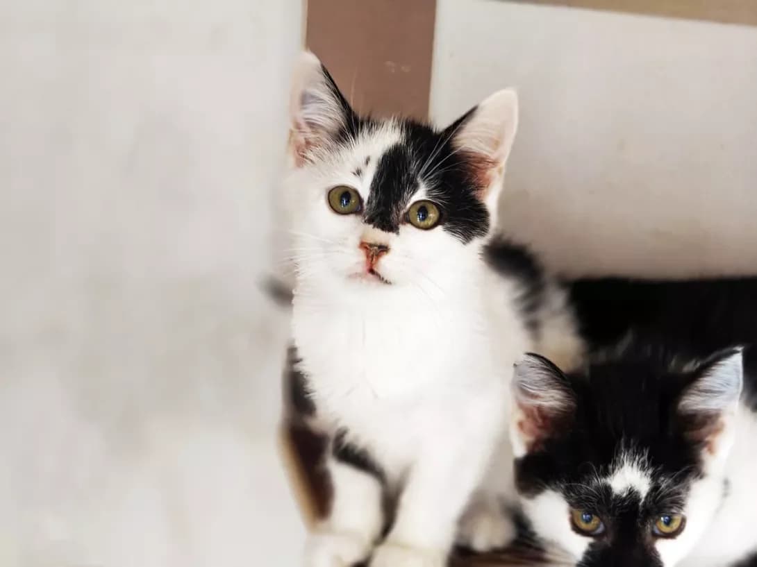 Miya (Мія), Mixed Breed (Happy Paw Kyiv)
