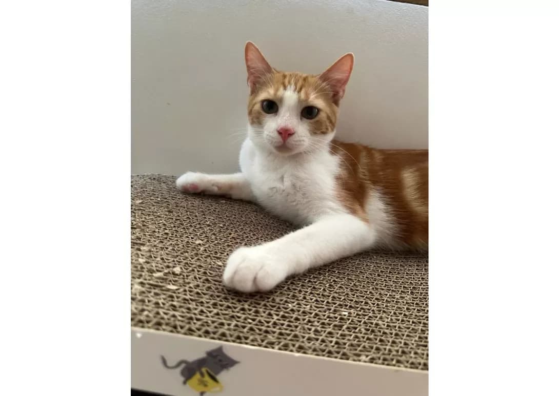 Patrik (Патрік), Mixed Breed (Happy Paw Kyiv)