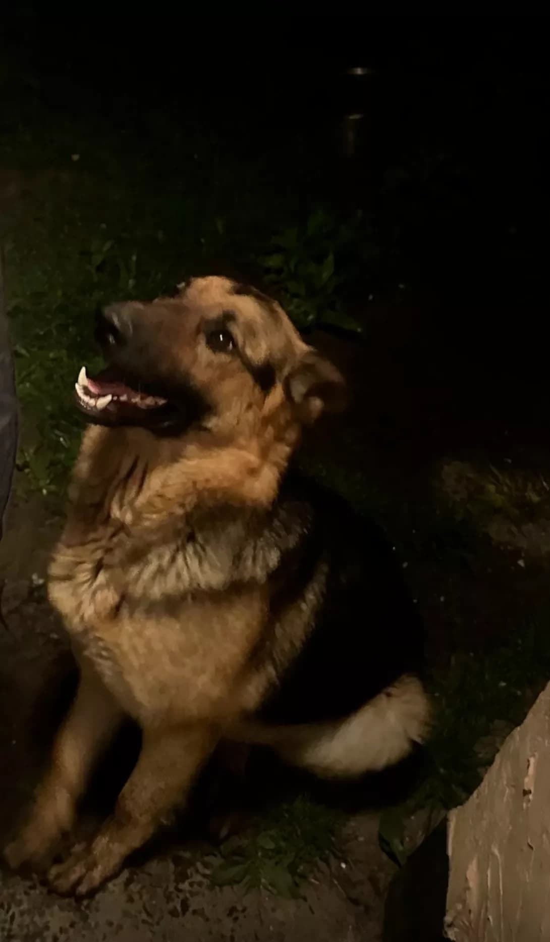 Aydar (Айдар), Mixed Breed (Happy Paw Kyiv Oblast)