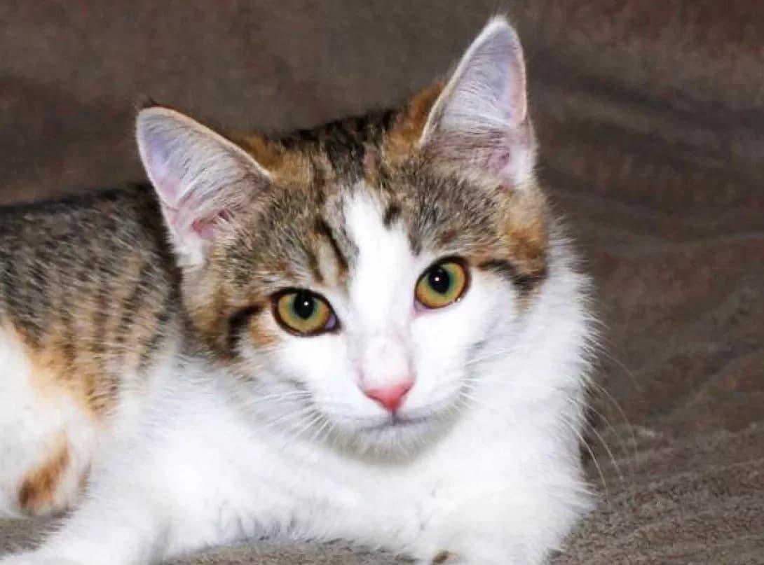 Lyamura (Лямура), Mixed Breed (Happy Paw Kyiv)