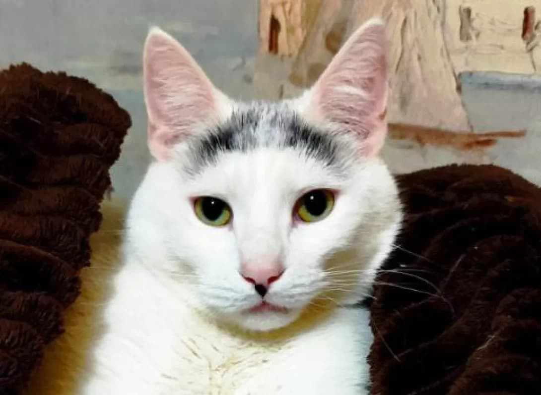 Kokos (Кокос), Mixed Breed (Happy Paw Kyiv)