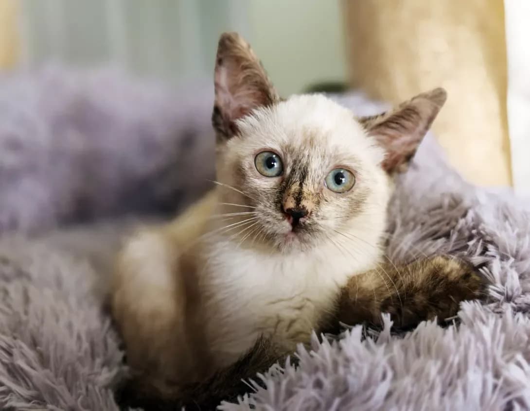 Kameron Dias (Камерон Діас), Mixed Breed (Happy Paw Kyiv)
