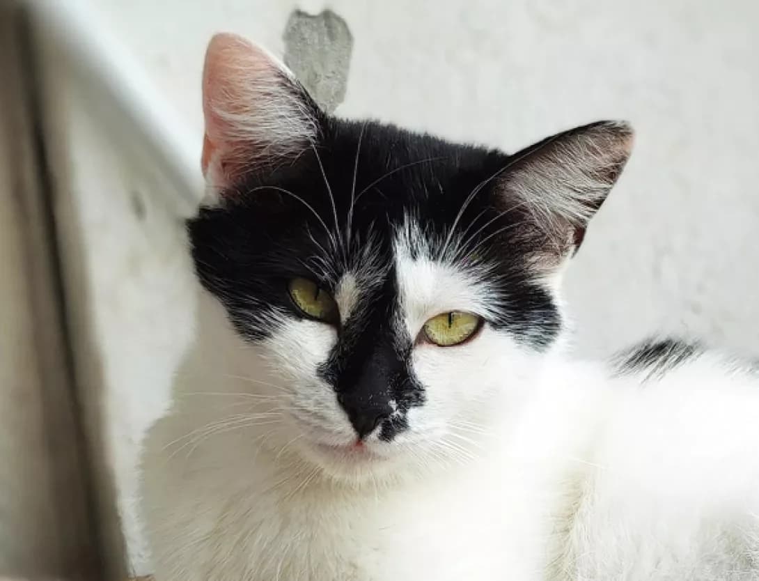 Pandochka (Пандочка), Mixed Breed (Happy Paw Kyiv)