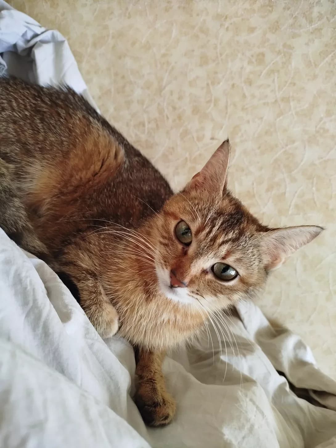 Serafima (Серафима), Mixed Breed (Happy Paw Kyiv)