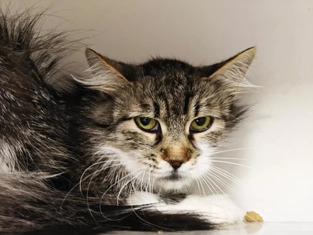 Gayechka (Гаєчка), female young Maine Coon for adoption at Happy Paw Kyiv