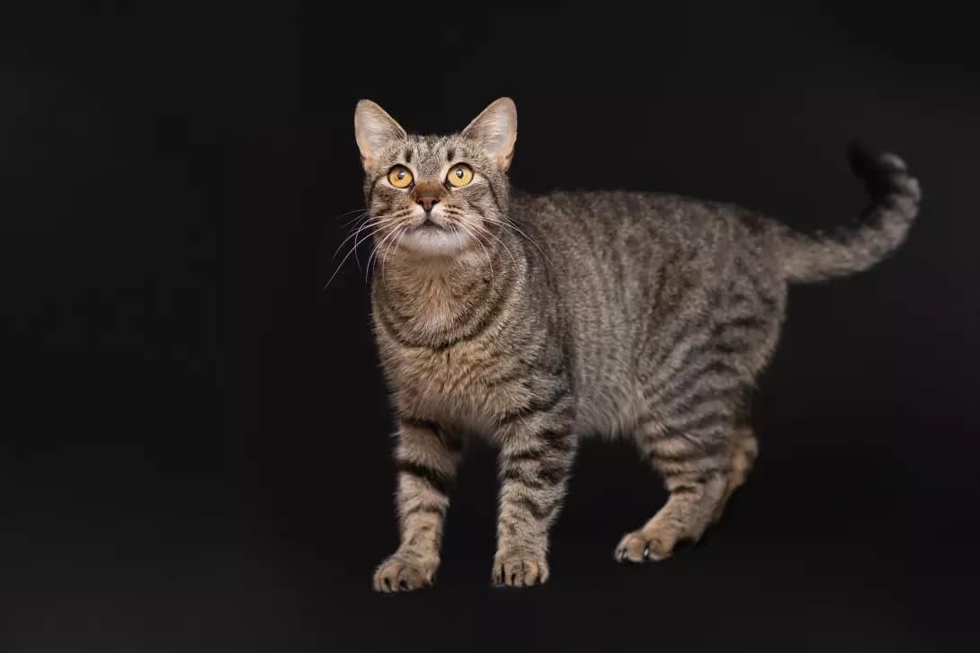 Bazhena (Бажена), Mixed Breed (Happy Paw Kyiv Oblast)