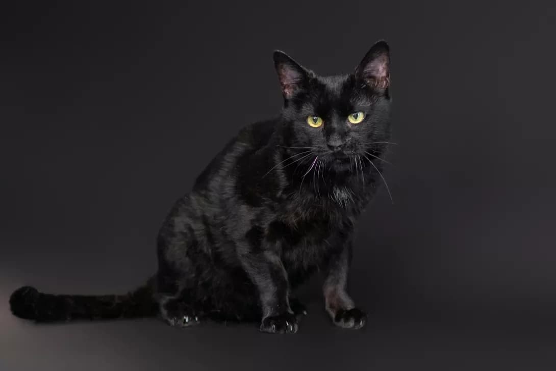Abraksas (Абраксас), Mixed Breed (Happy Paw Kyiv Oblast)