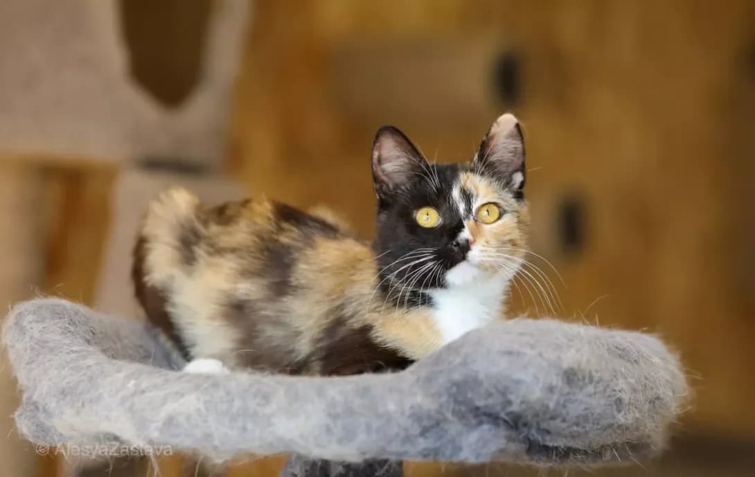 Vuffi (Вуффі), Mixed Breed (Happy Paw Kyiv)