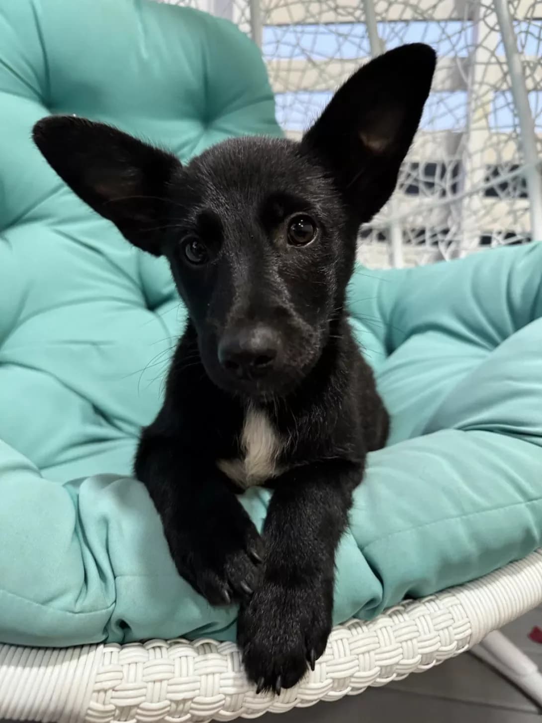 Syuzi (Сьюзі), female puppy Mixed Breed for adoption at Happy Paw Dnipro