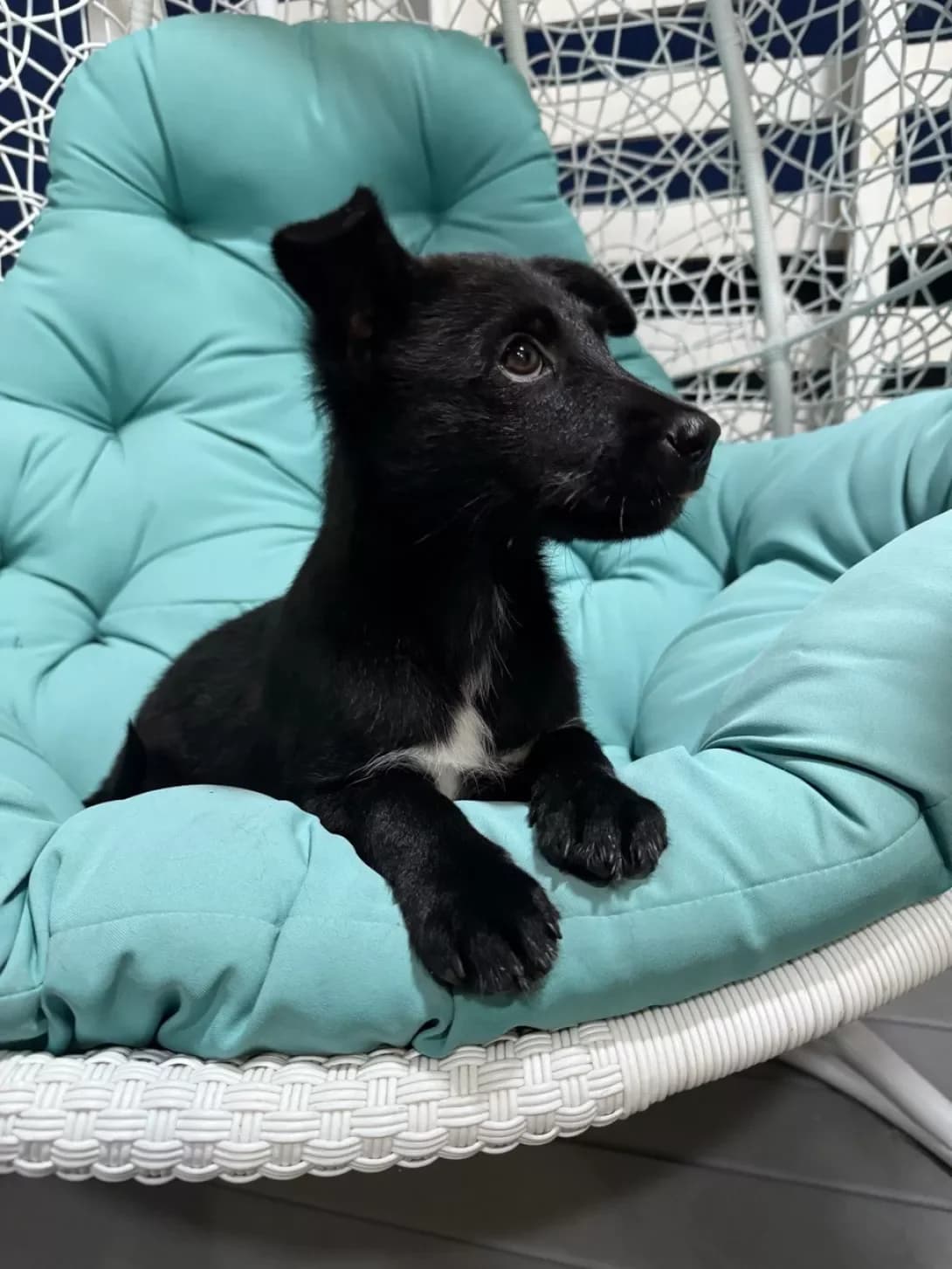 Khristya (Христя), female young Mixed Breed for adoption at Happy Paw Kyiv