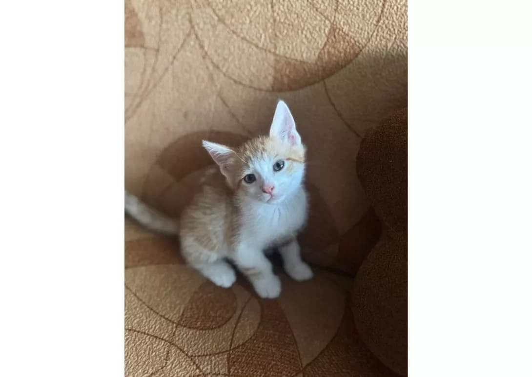 Koshenyata (Кошенята), Mixed Breed (Happy Paw Kyiv)