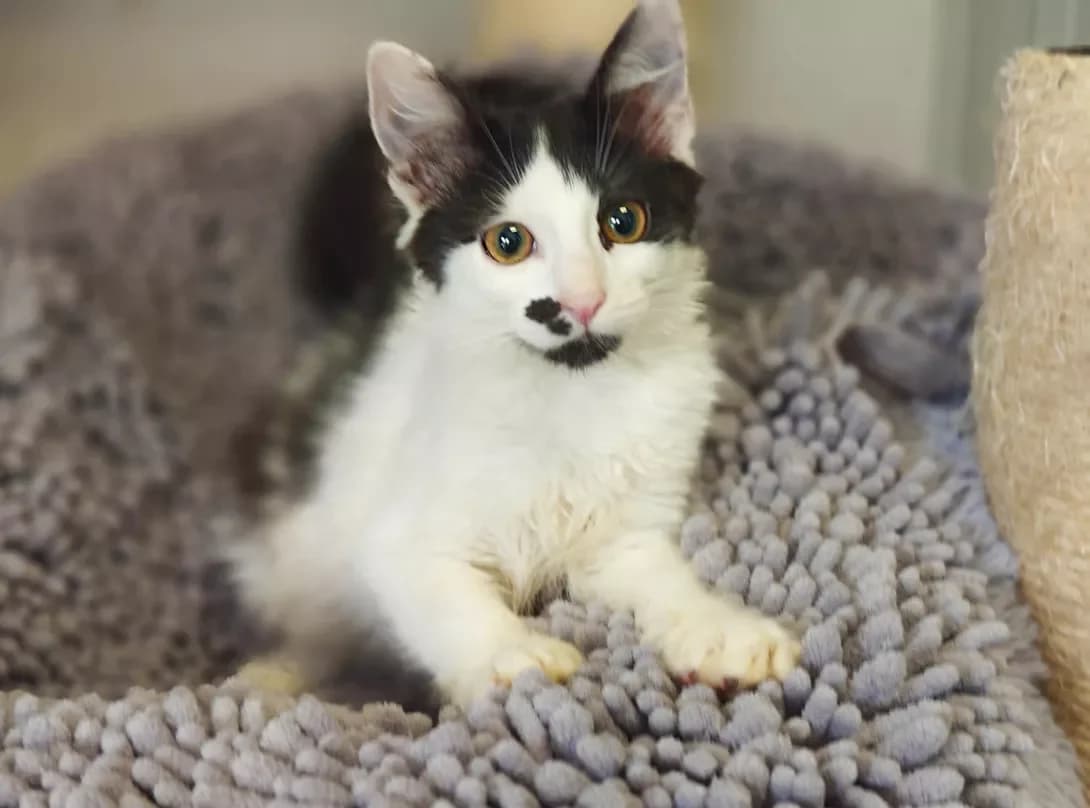 Mushka (Мушка), Mixed Breed (Happy Paw Kyiv)
