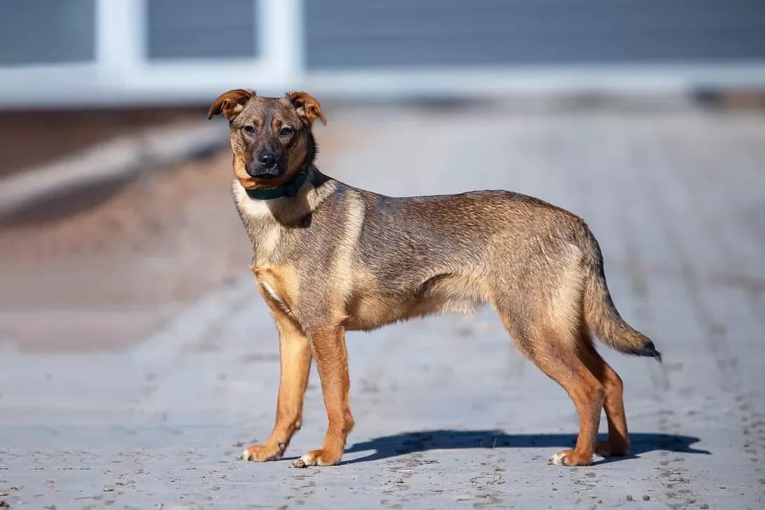 Oichi (Оічі), Mixed Breed (Happy Paw Kyiv Oblast)