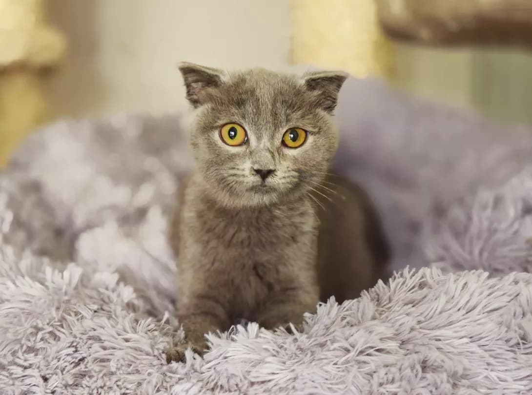 Brenda (Бренда), Mixed Breed (Happy Paw Kyiv)